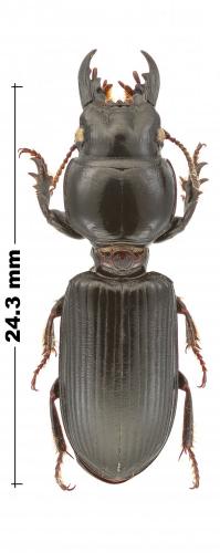 Réf. 224 518 : Scarites sp.
